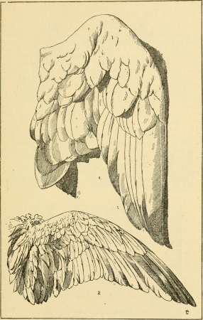 Handbook of ornament; a grammar of art, industrial and architectural designing in all its branches, for practical as well as theoretical use (1900) (14597692758)