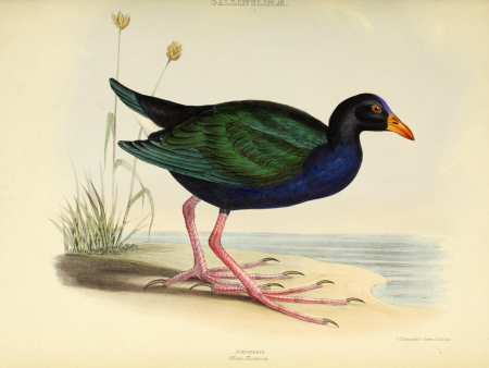 The genera of birds - comprising their generic characters, a notice of the habits of the genus, and an extensive list of species referred to their several genera (1849) (14752490265)