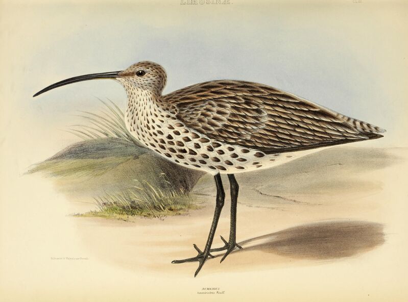 The genera of birds - comprising their generic characters, a notice of the habits of the genus, and an extensive list of species referred to their several genera (1849) (14772345053)