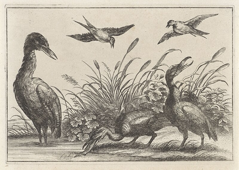 Reigers en zwaluwen, RP-P-1954-590, Francis Barlow, between 1654 and 1750