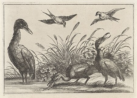Reigers en zwaluwen, RP-P-1954-590, Francis Barlow, between 1654 and 1750