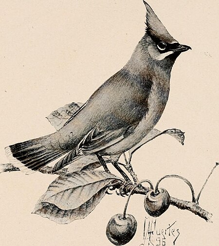 Image from page 310 of "Introduction to zoology; a guide to the study of animals, for the use of secondary schools;" (1900) (14784775532), Louis Agassiz Fuertes