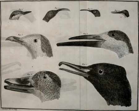 Ornithologie, ou, Méthode contenant la division des oiseaux en ordres, sections, genres, especes and leurs variétés - a laquelle on a joint une description exacte de chaque espece, avec les citations (14565175687), 1760