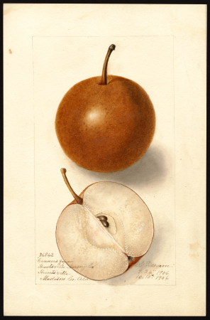 Pomological Watercolor POM00007142, Deborah Griscom Passmore, 10 October 1906
