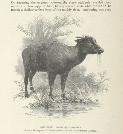 414 of 'The Cruise of the Marchesa ... With maps and ... woodcuts drawn by J. Keulemans, C. Whymper and others ... Second edition' (11199844186)