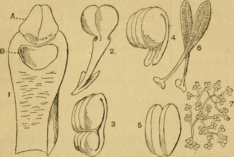 Cool orchids, and how to grow them - with a descriptive list of all the best species in cultivation (and how to grow them -) (20071822393), 1874