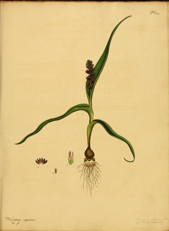 The botanist's repository, for new, and rare plants - containing coloured figures of such plants, as have not hitherto appeared in any similar publication, with all their essential characters, (14760404806), 1797