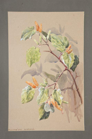 Macropiper excelsum by Nina Jones ac98, Nina Jones, circa 1920