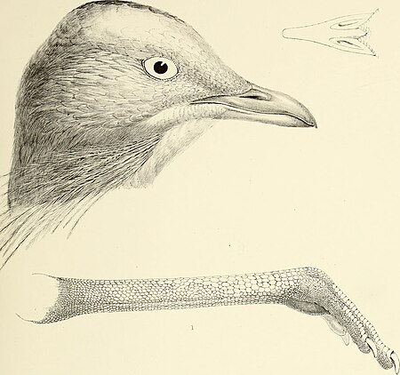 The genera of birds - comprising their generic characters, a notice of the habits of the genus, and an extensive list of species referred to their several genera (1849) (14565804989)