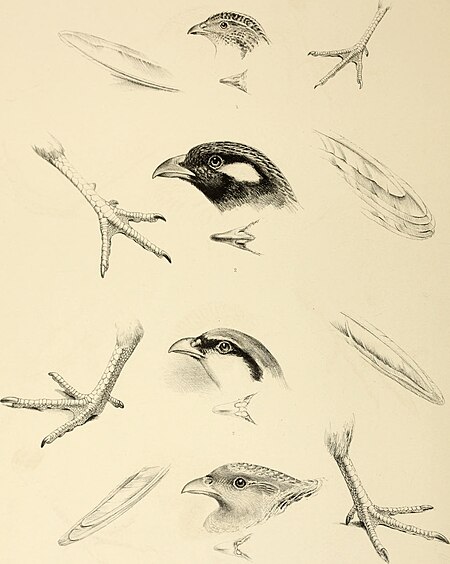 The genera of birds - comprising their generic characters, a notice of the habits of the genus, and an extensive list of species referred to their several genera (1849) (14772303733)