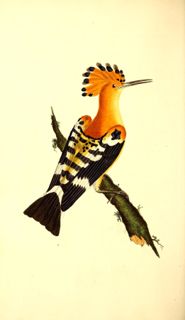 The natural history of British birds, or, A selection of the most rare, beautiful and interesting birds which inhabit this country - the descriptions from the Systema naturae of Linnaeus - with (14563116398), 1794