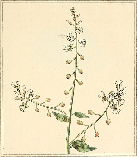 Elements of the science of botany, as established by Linnaeus; with examples to illustrate the classes and orders of his system (1812) (21272849541)
