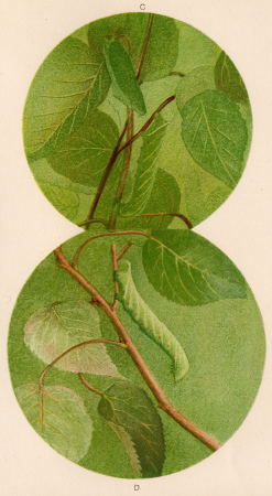 Thayer Concealing-Coloration Plate XII - Sphinx Caterpillar c) in position d) inverted, 1909