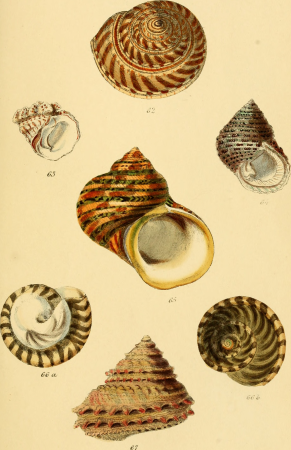 Elements of conchology - an introduction to the natural history of shells and of the animals which form them (1860) (21061120659), 1860