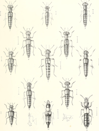The Coleoptera of the British islands. A descriptive account of the families, genera, and species indigenous to Great Britain and Ireland, with notes as to localities, habitats, etc (1887) (20636437416)