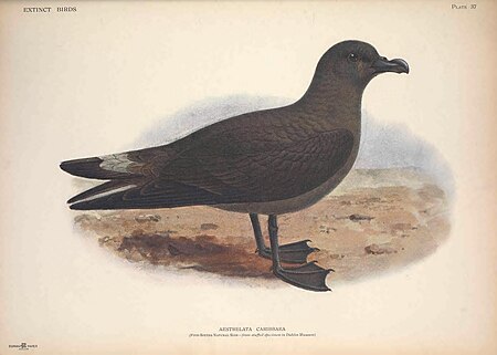 Extinct birds - an attempt to unite in one volume a short account of those birds which have become extinct in historical times - that is, within the last six or seven hundred years - to which are (14772424113), 1907