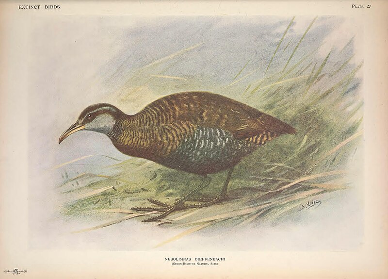 Extinct birds - an attempt to unite in one volume a short account of those birds which have become extinct in historical times - that is, within the last six or seven hundred years - to which are (14729545766), 1907