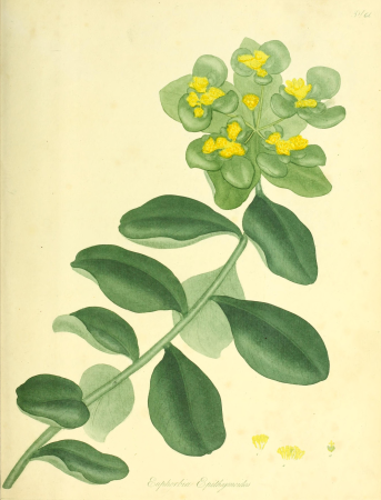 The botanist's repository, for new and rare plants - containing coloured figures of such plants, as have not hitherto appeared in any similar publication; with all their essential characters, (19782291584), 1797