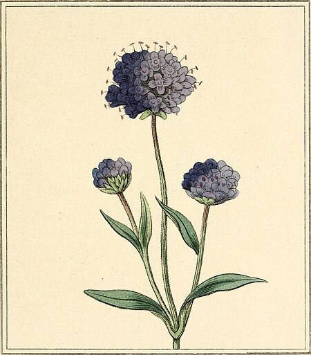 Elements of the science of botany, as established by Linnaeus; with examples to illustrate the classes and orders of his system (1812) (20643659303)