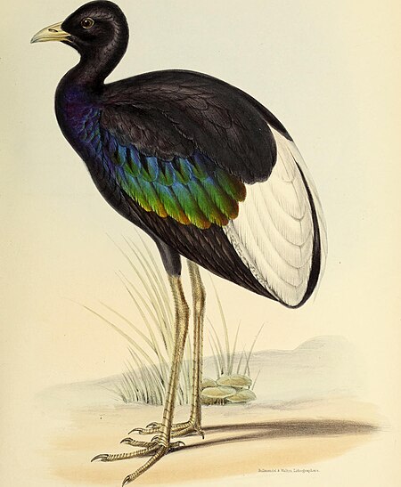 The genera of birds - comprising their generic characters, a notice of the habits of the genus, and an extensive list of species referred to their several genera (1849) (14750127494)