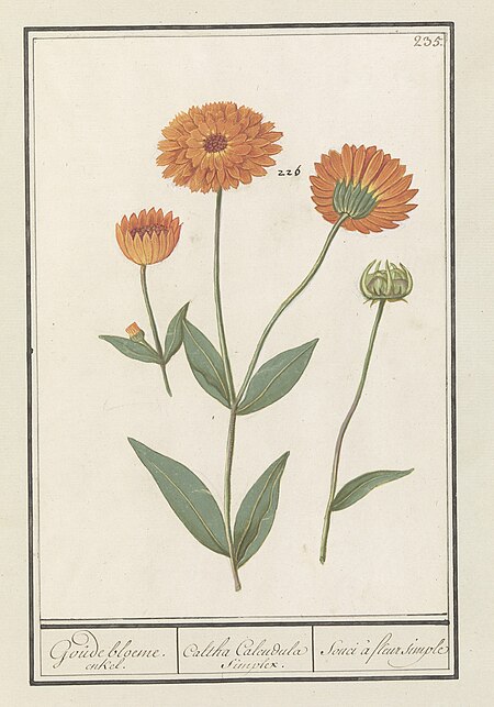 Goudsbloem (Calendula) Goude bloeme. enkel. Caltha Calendula simplex. Souci à fleur simple (titel op object), RP-T-BR-2017-1-10-39, Elias Verhulst, between 1596 and 1610