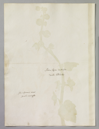 Alexander Marshal (RCIN 924373-1), Alexander Marshal