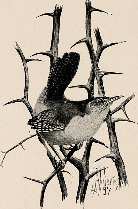 Image from page 307 of "Introduction to zoology; a guide to the study of animals, for the use of secondary schools;" (1900) (14781978821), Louis Agassiz Fuertes, circa 1900
