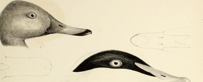 The genera of birds - comprising their generic characters, a notice of the habits of the genus, and an extensive list of species referred to their several genera (1849) (14565855809)