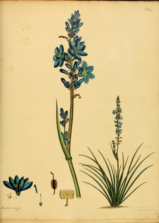 The botanist's repository, for new, and rare plants - containing coloured figures of such plants, as have not hitherto appeared in any similar publication, with all their essential characters, (14782991042), 1797