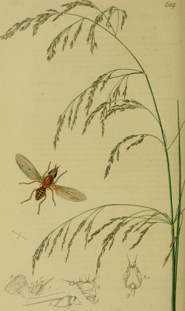 British entomology; being illustrations and descriptions of the genera of insects found in Great Britain and Ireland- containing coloured figures from nature of the most rare and beautiful species, (19795324174), John Curtis, 1823