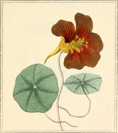 Elements of the science of botany, as established by Linnaeus; with examples to illustrate the classes and orders of his system (1812) (21076733040)