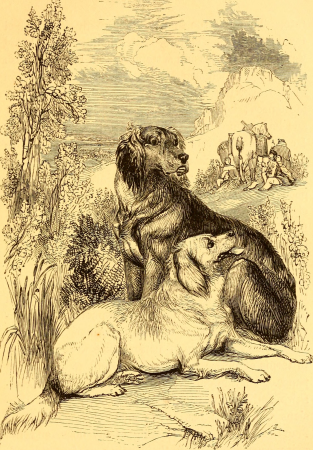 The young sportsman's manual - or, recreations in shooting; with some account of the game found in the British Islands, and practical directions for the management of dog and gun (1849) (14586603107)