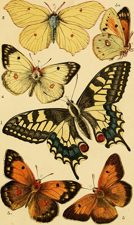British butterflies - figures and descriptions of every native species, with an account of butterfly development, structure, habits, localities, mode of capture, and preservation (1885) (20408500312)