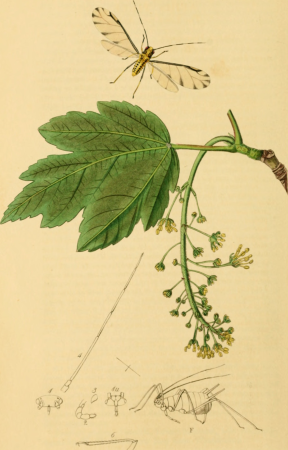 British entomology; being illustrations and descriptions of the genera of insects found in Great Britain and Ireland- containing coloured figures from nature of the most rare and beautiful species, (19796615663), John Curtis, 1823