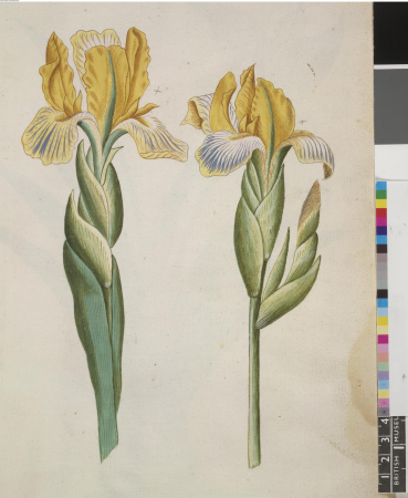 After John White - Two studies of Hungarian Iris (Iris variegata), leaf from a volume (now consisting of 113 leaves of drawings), associated with John White, SL, 5270.63