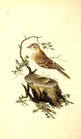 The natural history of British birds, or, A selection of the most rare, beautiful and interesting birds which inhabit this country - the descriptions from the Systema naturae of Linnaeus - with (14565875618), 1816