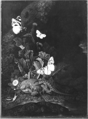 Still Life with Thistle, Lizard and Snail, Franz de Hamilton