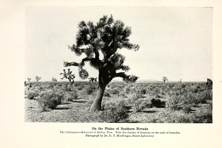 Frémont and '49 - the story of a remarkable career and its relation to the exploration and development of our western territory, especially of California (1914) (14757514496)