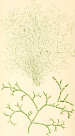 Phycologia britannica, or, A History of British sea-weeds, containing coloured figures, generic and specific characters, synonymes, and descriptions of all the species of algae inhabiting the shores (14779216231), 1846
