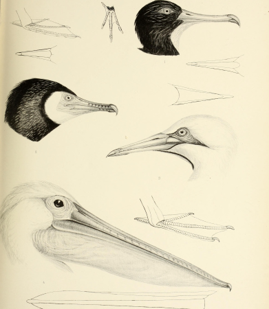 The genera of birds - comprising their generic characters, a notice of the habits of the genus, and an extensive list of species referred to their several genera (1849) (14752532165)