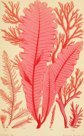 British sea-weeds- an introduction to the study of the marine Algae of Great Britain, Ireland ad the Channel Islands (1867) (20230657508)