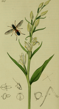 British entomology; being illustrations and descriptions of the genera of insects found in Great Britain and Ireland- containing coloured figures from nature of the most rare and beautiful species, (19795176584), John Curtis, 1823