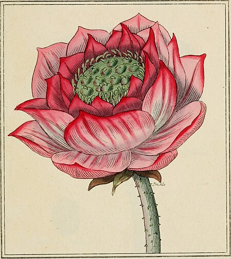 Elements of the science of botany, as established by Linnaeus; with examples to illustrate the classes and orders of his system (1812) (21265025115)
