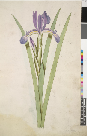 After John White - Seashore Iris (Iris spuria), leaf from a volume (now consisting of 113 leaves of drawings), associated with John White, SL, 5270.60