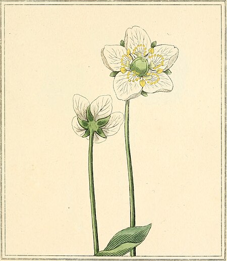 Elements of the science of botany, as established by Linnaeus; with examples to illustrate the classes and orders of his system (1812) (21076714900)
