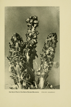 Bog-trotting for orchids (1904) (20378437352), Grace Greylock Niles, 1904