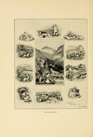 Game birds and shooting-sketches - illustrating the habits, modes of capture, stages of plumage and the hybirds and varieties which occur amongst them (1894) (14563136319)