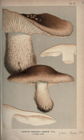 Illustrations of British Fungi (Hymenomycetes), to serve as an atlas to the "Handbook of British Fungi" (Pl. 67) (8163887569), between 1881 and 1891