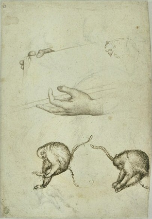 Two hands holding a book. Two chained monkeys, and sketches of monkeys, Pisanello