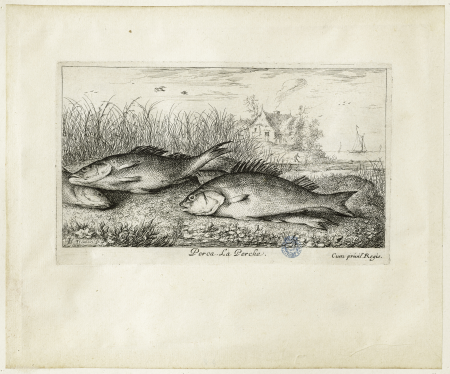 Diverses espèces de poissons d'eau douce, première partie, La perche (Robert-Dumesnil 454, Bartsch 40), GDUT4977, Albert Flamen